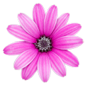 blue flower